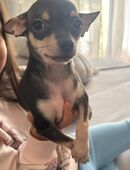 Chihuahua Welpe Junge in 65183