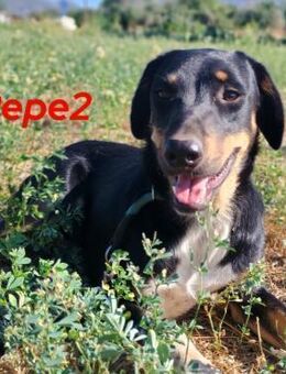 Pepe2 aufgeschlossen & freundlich 06/24 - Ruppertsecken