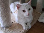FIV positiver Eisbär San sucht sein Für- - Margetshöchheim