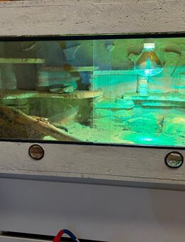 2 bartagame mit Terrarium - Werkhausen