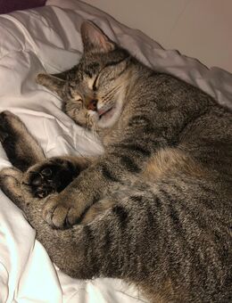 Katze zum abgeben - Monheim (Rhein)