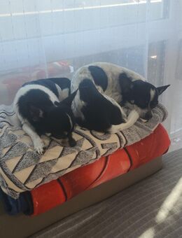 Chihuahua Hunde - Geretsried Zentrum