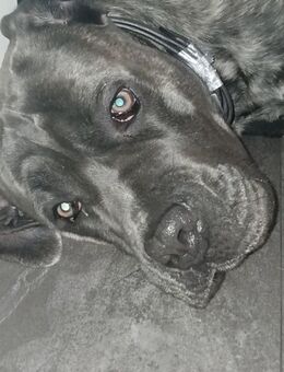 Cane Corso Rüde - Oberhausen