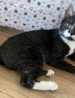 Erik neugieriger Bursche sucht Familie - München