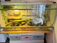 Leopardgeckos mit Terrarium und Unterstellschrank - Ulm