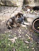 Deutsche Schäferhund Welpen in 48599