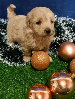 Maltipoo Welpen - Sindelfingen