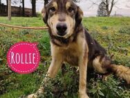 Rollie eine zarte sanfte Seele - Mannheim