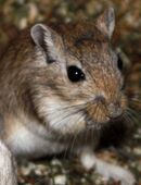 Mongolische Wüstenrennmaus Rennmäuse in 07613