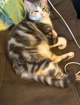 Katze schweren Herzens abzugeben - Bad Sooden-Allendorf