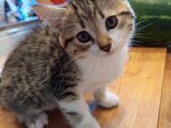 Katzenbabys Britisch-Kurzhaar - Gummersbach