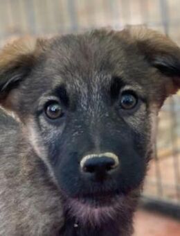 Fondue, geb. ca. 08/2025, GRIECHENLAND - Euskirchen