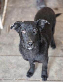 Relu - kleiner Herzensbrecher (I) - Ludwigshafen (Rhein)