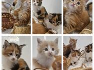 Wunderschöne reinrassiges Maine Coon Kitten XXL - Wiesbaden Nordenstadt