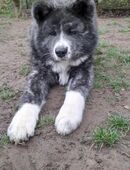 Akita Inu Welpe (Rüde) in 68305