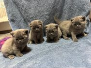 BKH Kitten - Ebersbach (Fils) Zentrum
