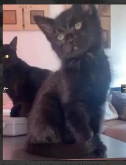 Schwarze Katzen Babys Ulm - Ulm