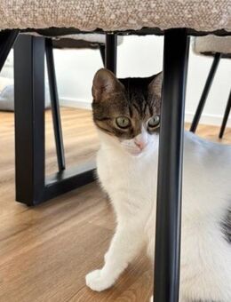 Nolly Katzendame sucht - Benediktbeuern