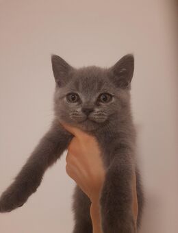 Bkh Kitten - Aachen Zentrum