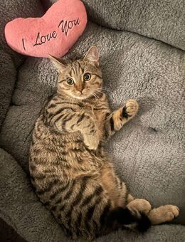BKH Kater - Bremen