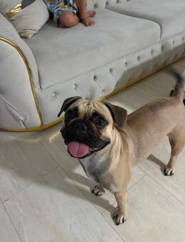 Hund Alicia Französische Bulldogge - Troisdorf