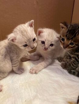Süße Bengal Kitten Snow Mink, Silver Rosette, Brown Black Spotted - Werther (Westfalen)