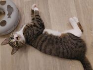 katze sucht dringend zuhause - Angermünde
