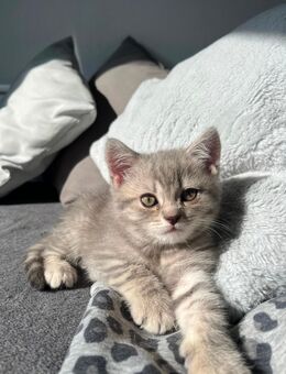 Bkh Kitten - Detmold