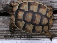 Breitrandschildkröten: Nachzuchten aus 2021 abzugeben - Grebenau