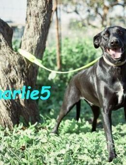 Charlie5 neugierig & lebensfroh 10/21 ES - Ruppertsecken