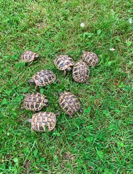 Griechische Landschildkröten (Nachzucht) - Merzalben