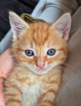 Kitten sucht ein Zuhause - Spantekow