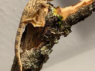 1.0 Chamäleongecko (Eurydactylodes agricolae) - Waldbronn