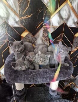 Verkaufen 5 gesunde Reinrassige BKH Kitten - Bargstedt (Niedersachsen)