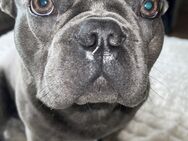 Französische Bulldogge sucht liebevolles Zuhause - Karlsruhe