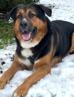 JENN-BALU - gutmütig&kinderlieb - Betzenstein