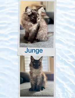 Kitten - Calbe (Saale) Zentrum
