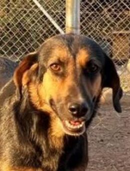 Cookie - zarte Seele wartet ... - Mettmann