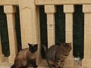 Freunde Tiger Pepito und Siam Bernardo - Geisenheim