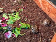 Griechische Landschildkröte - Berlin