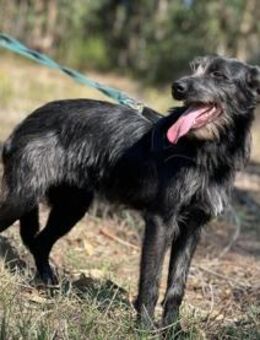 Ritinha sucht einfühlsame Menschen - Untergruppenbach