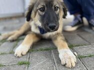 Davis - Toller Junghund sucht Zuhause - Berlin