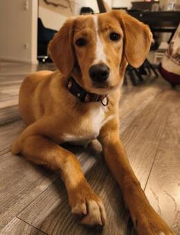 PALOMA 😍 sucht ein Zuhause - Mylau