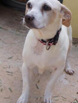 Perla, geb. ca. 01.01.2018, ca. 30-35 cm - Lünen