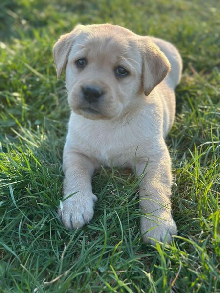 Labrador Welpen mit Ahnentafel gelb/foxred - Woldegk