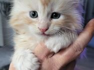 Hübsche Kitten - Nachrodt-Wiblingwerde