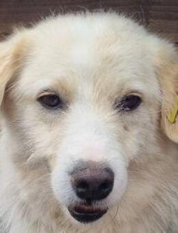 TIBO-hübscher, netter Rüde, 55 cm - Rösrath