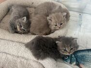 Katzenfamilie sucht Zuhause – Mama + 5 Kitte - Duisburg