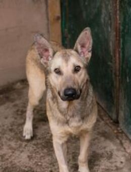 GRINDER - freundlich, fröhlicher Typ - Overath