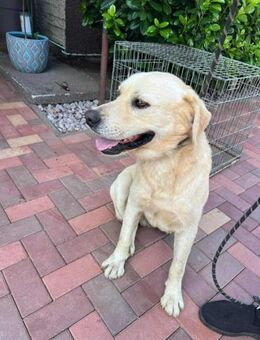 Jim - freundlicher Labbimix - Dreikirchen